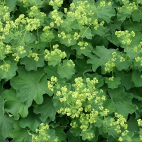 Манжетка мягкая Robustica