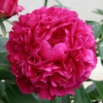 Пион молочноцветковый Kansas