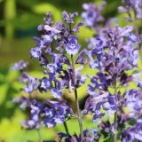 Котовник Фассена Dropmore