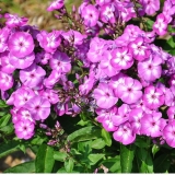 Флокс метельчатый Laura