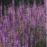 Шалфей дубравный Amethyst