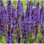 Шалфей дубравный Mainacht