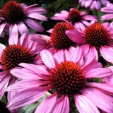 Эхинацея пурпурная