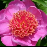 Пион молочноцветковый Neon