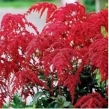 Астильба Арендса Red Charm