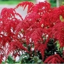 Астильба Арендса Red Charm