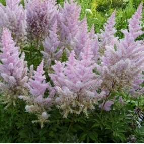 Астильба Арендса Hyazinth