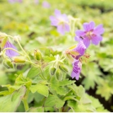 Герань гималайская Gravetye