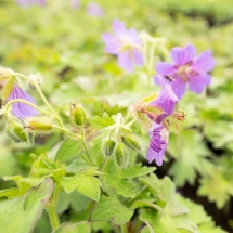 Герань гималайская Gravetye