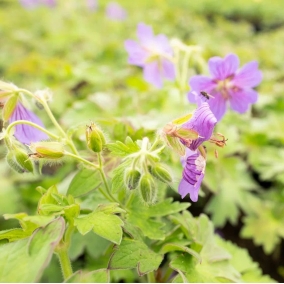 Герань гималайская Gravetye