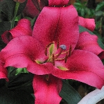 Лилия Carbonero