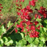 Гейхера кроваво-красная