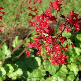 Гейхера кроваво-красная