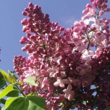 Сирень обыкновенная Вечерний звон