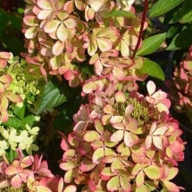 Гортензия метельчатая Pastelgreen