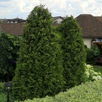 Туя западная Brabant