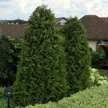 Туя западная Brabant