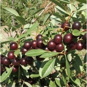Сливо-вишневый гибрид Опата