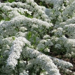 Спирея серая Grefsheim