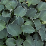 Хоста Blue Mouse Ears