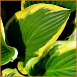 Хоста Final Victory