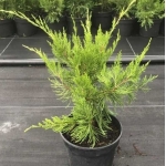 Можжевельник средний Mint Julep