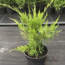 Можжевельник средний Mint Julep