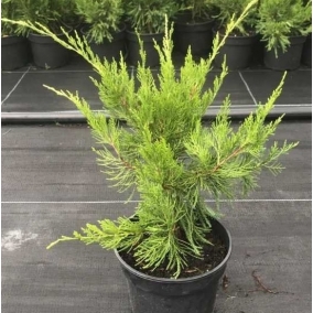 Можжевельник средний Mint Julep