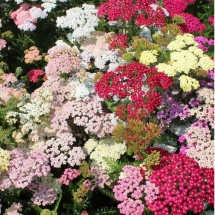 Тысячелистник обыкновенный смесь сортов