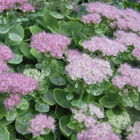 Седум (очиток) видный Brilliant