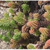 Седум (очиток) шестирядный