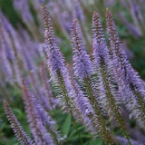 Вероникаструм виргинский Apollo