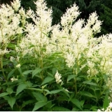 Горец изменчивый