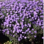 Астра новобельгийская Marie Ballard