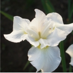 Ирис сибирский Gull's Wing