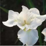 Ирис сибирский Gull's Wing