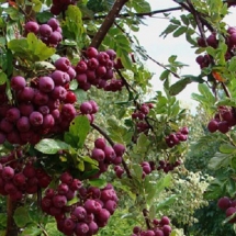 Рябина Рубиновая