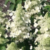 Гортензия метельчатая Magical Himalaya