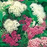 Спирея японская Genpei (Shirobana)