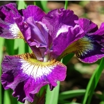 Ирис сибирский Currier