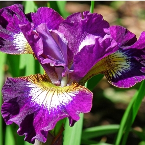 Ирис сибирский Currier