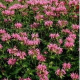 Монарда гибридная Crofway Pink