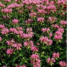 Монарда гибридная Crofway Pink