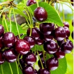 Черешня Речица