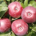 Яблоня Лобо