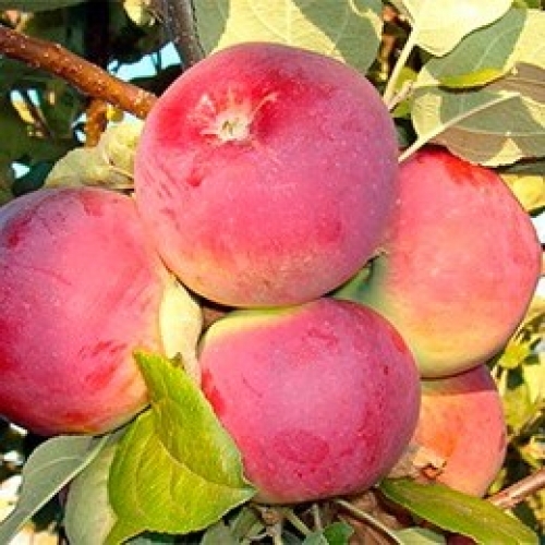 Яблоня Орлик (Зима)