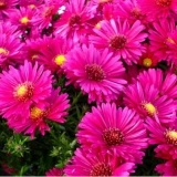 Астра кустарниковая Jenny