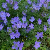 Герань гибридная Johnson's Blue