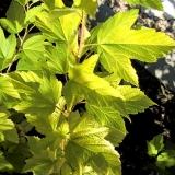 Пузыреплодник калинолистный Luteus