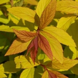 Спирея японская Goldflame